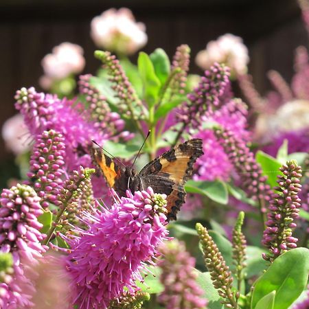 Birkende Bed And Breakfast Langeskov Esterno foto